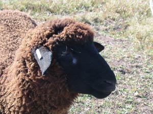 Flashy's ram lamb Hurricane