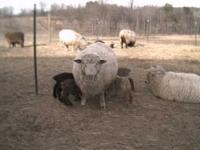 20020328Alice