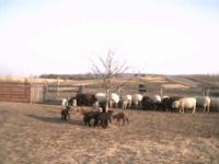 20020329Barnyard