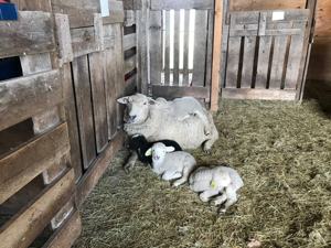 Ponder with her quaduplets