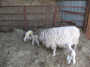 Ruffle with her triplets