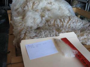 Belle's 2010 raw fleece in bag