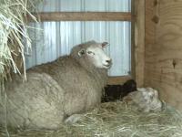 Blanche's Twins