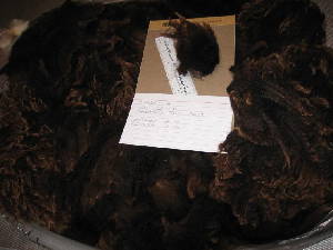 Loretta's 2009 raw fleece