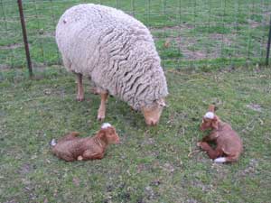 Frieda, Iggy, and Izzy