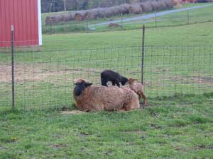 Gazelle, Ivy, and Ibex
