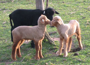 Black lamb referee