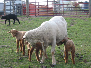 Amanda and triplets
