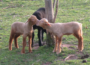 Gambol chewing Gentle