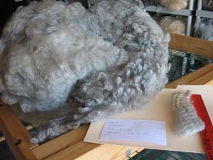 Jet's 2010 raw fleece in bag