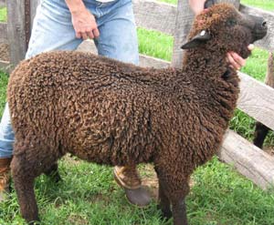 Kerrie as lamb