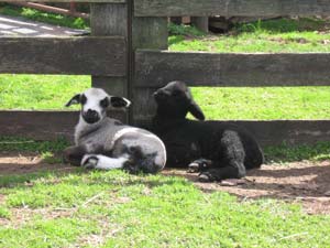 Lambs loll in the warm sunshine.