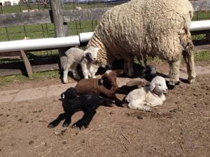 Ponder's quads plus a visiting lamb