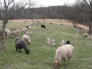 Sheep and lambs grazing