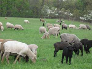 Sheep in field